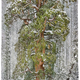 Ilustración para el artículo titulado Para retratar este colosal árbol fue necesario unir 126 fotos